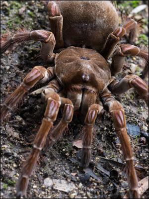 La nuit, l'araignée goliath part-elle à la recherche de viande : oisillons, reptiles et petits mammifères ?