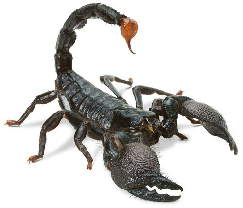 Le scorpion :