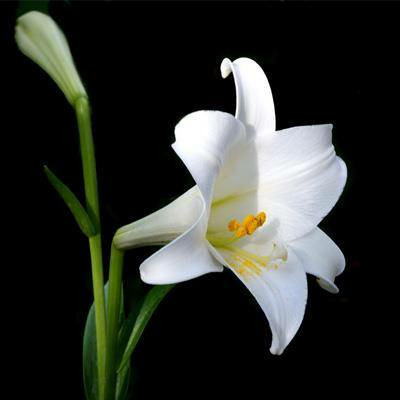 Donnez le nom usuel, le nom botanique et la famille de cette fleur :