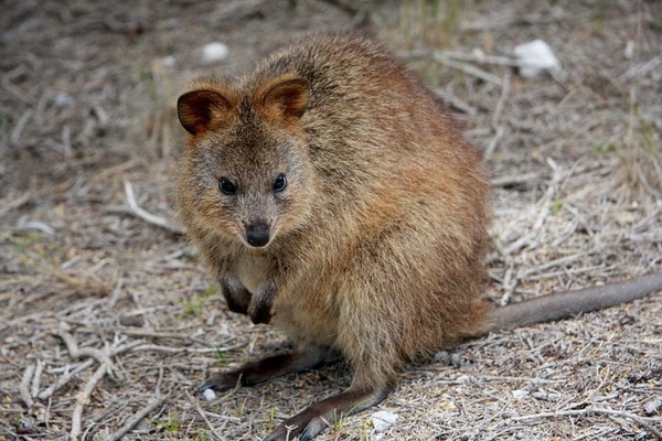 Et pour finir, quel est ce petit marsupial ?