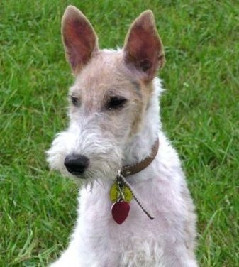 De quelle race de chiens est Milou, le chien de Tintin ?