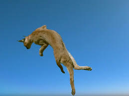 Ce grand chat sauvage n'a l'air de rien, maisc'est un super prédateur, capable de bonds verticaux ahurissants !