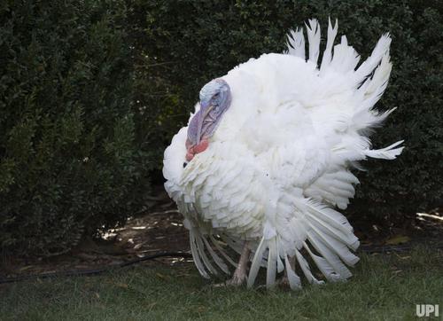 Why the President of the United States pardon 2 turkeys ? Because: