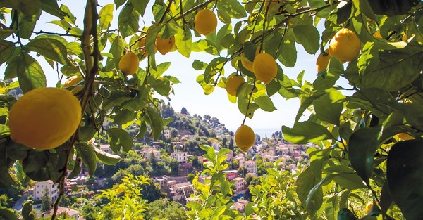 Où produit-on le seul citron IGP de France ?
