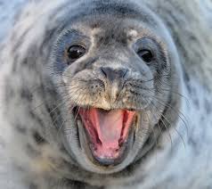 Grey Seal weijh about 50 kg