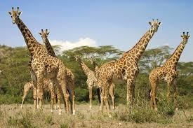 La girafe, encore ! Elle est le seul vertébré terrestre à ne pas bâiller. Même les poissons bâillent ! En général, un animal bâille moins quand :