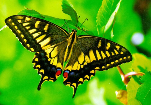 Le papillon respire l'oxygène de l'air :