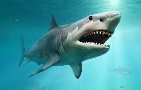 Comment les requins sont-ils souvent surnommés ?
