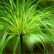 Donnez le nom usuel et le nom botanique de cette fleur ?