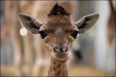 Les girafes n'ont pas de cordes vocales !