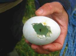 Cet œuf appartient à quel animal ?
