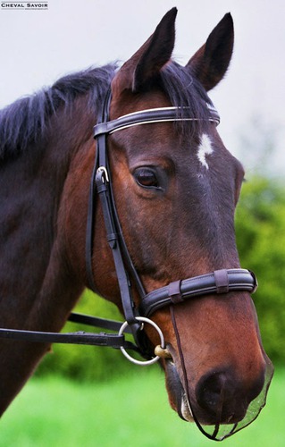 Comment s'appelle la partie du filet qui est au-dessus des yeux du cheval ?