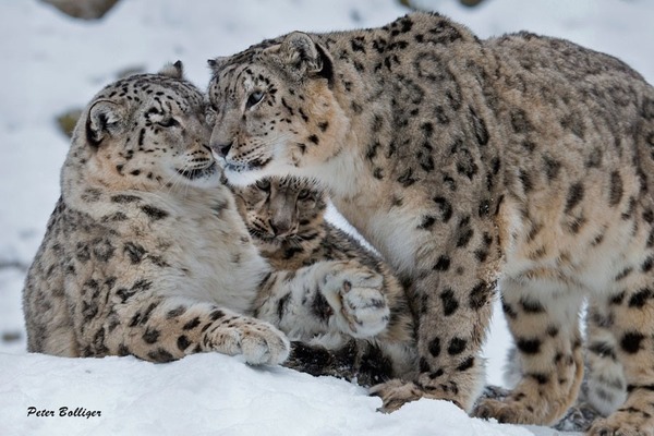 Le léopard des neiges et la panthère des neiges sont un seul et même animal.