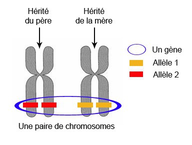 Imaginons un gène "A". Il existe deux allèles "1" et "2" de ce gène. Si seul le caractére "1" est visible, on dit que l'allèle 1 est...