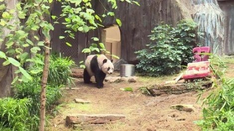 C'est en Europe que l'on trouve la majorité des pandas en captivité.