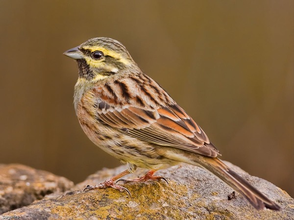 Cet oiseau, du genre Emberiza, doit une partie de son nom à son chant. Le mâle est reconnaissable à sa face rayée de jaune et de noir.