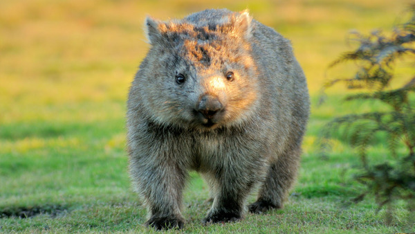 Animal que l'on peut croiser en Australie, il s'agit du...