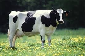 Une vache ça fait quoi ?