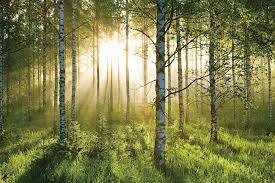 Który gatunek polskich drzew jest najczęściej spotykany ?