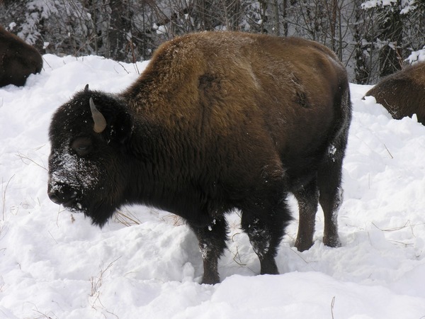Quel est le mammifère terrestre le plus lourd au Canada ?