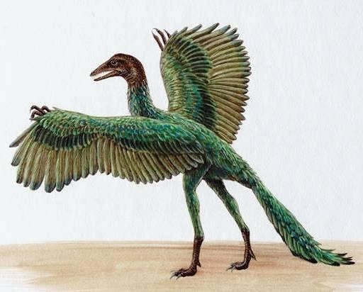 Il est le tout premier dinosaure à plumes :