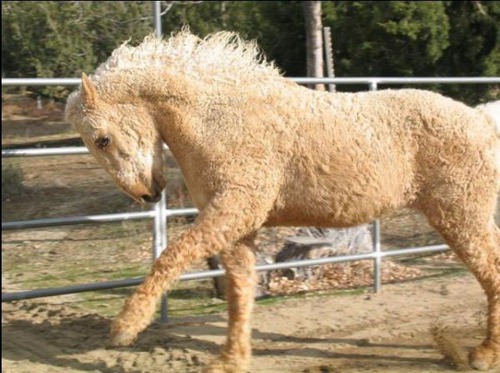 De quelle race est ce cheval qui semble porter de la laine ?