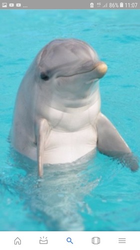 Les dauphins peuvent vivre jusqu'à 50 ans ?