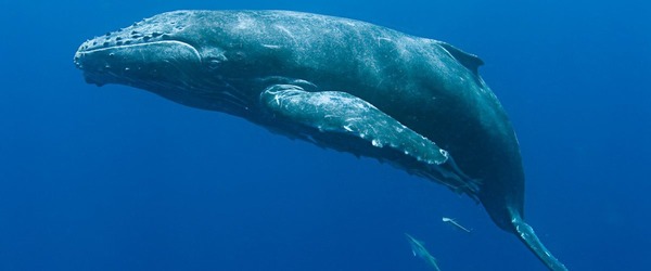 On dit qu’une baleine …