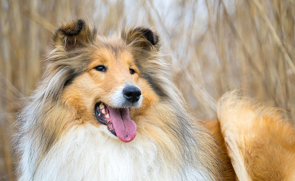 Héroïne d'un roman dans les années 30, qui est ce chien fidèle ?