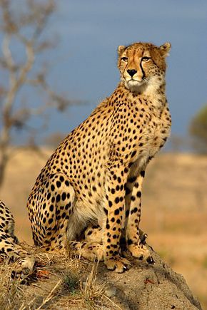 Le guépard peut courir à 100 km/h (62 mi/h) pour capturer ses proies.