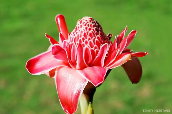 Donnez le nom usuel de cette fleur :