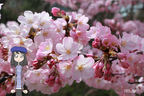 Comment appelle-t-on en japonais la saison de la fleuraison des cerisiers ?