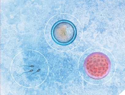 Quanto tempo cada gâmeta ou embrião pode ficar congelado?