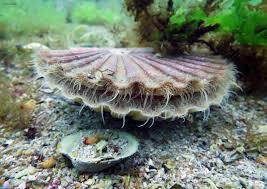 Ce coquillage a la particularité d'avoir jusqu'à deux cent yeux, il est très recherché par les gastronomes !