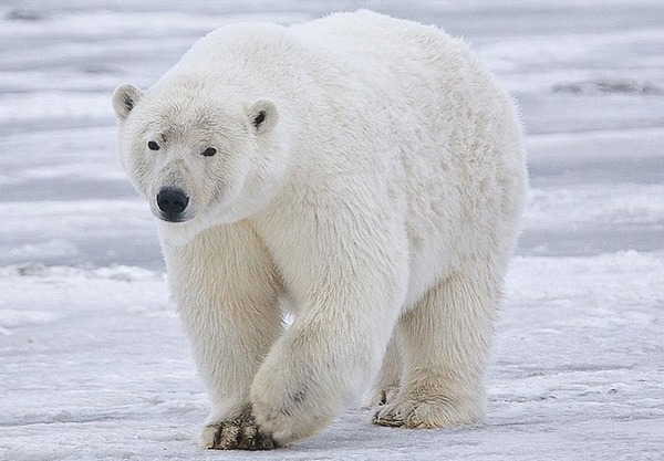 L'ours blanc est parfois considéré comme un mammifère...