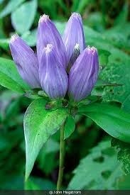 Donnez le nom usuel de cette fleur ?