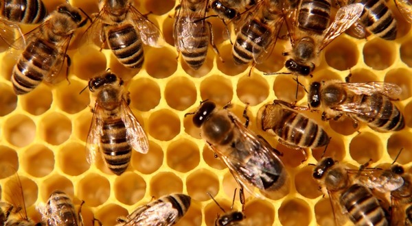 Comment dit-on 'abeille' en anglais ?