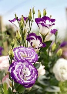 Donnez le nom usuel, le nom botanique et la famille de cette fleur:
