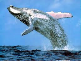 Combien de poissons est-ce qu'une baleine peut avaler en un 'repas' ?