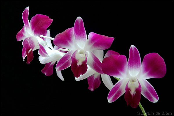 Donnez le nom usuel, le nom botanique et la famille de cette fleur :