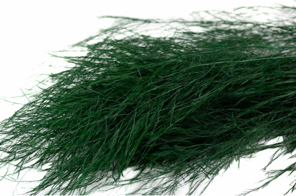 Donnez le nom usuel et le nom botanique de ce feuillage:
