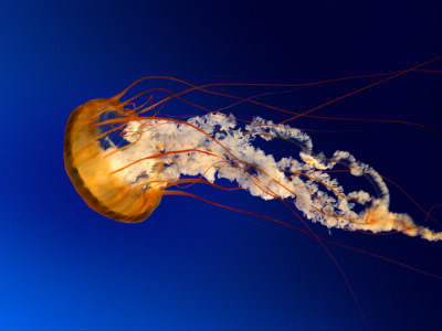 Les méduses vivent dans :
