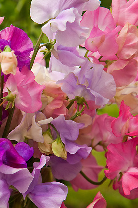 Donnez le nom usuel et le nom botanique de cette fleur :