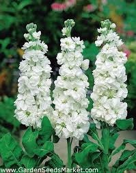 Quel est le nom botanique de cette fleur?