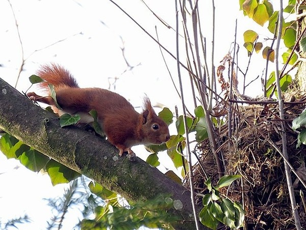 L'écureuil vit dans les bois et est un vrai amoureux des forêts ! Mais où fait-il son nid ?