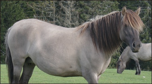 Quel est ce cheval ?