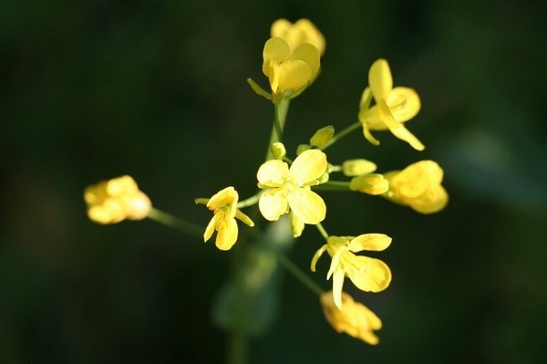 Etre comparé à une fleur de nave est.....