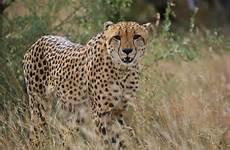 Quelle est la vitesse maximale d'un guépard ?