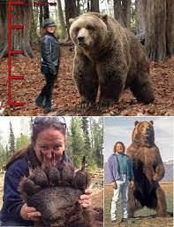 C'est le plus grand et plus lourd des ours bruns, il vit dans un archipel nord-américain !