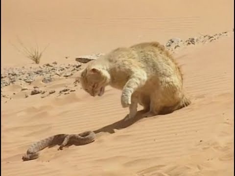Le chat des sables, petit félin vivant en Afrique et en Asie, se nourrit de serpents